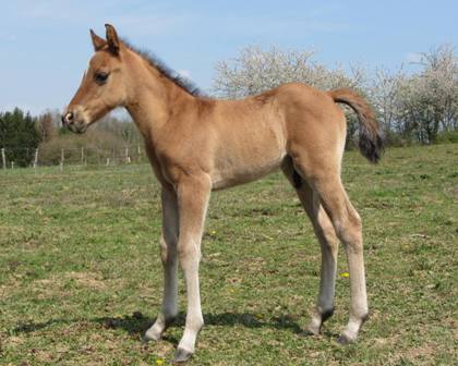 nfqha dun colt