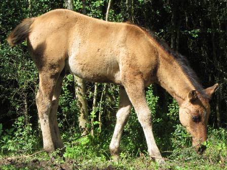 quarter horse dun