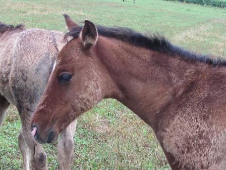 quarter horse nfqha dun