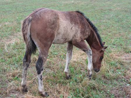 quarter horse dun reining