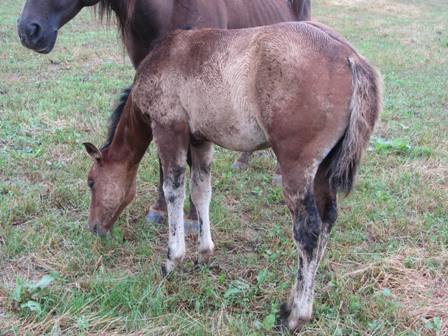 quarter horse nfqha reining