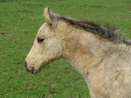 foundation dun stallion