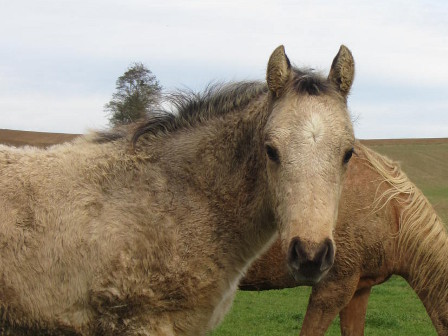quarter horse dun