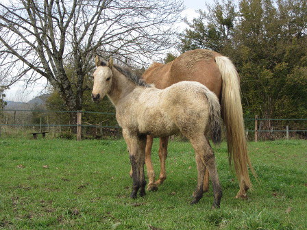 quarter horse nfqha dun