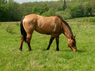 ranch mare