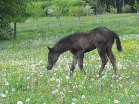 fondation ranch black