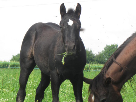 black quarter horse foundation