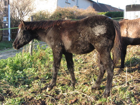 Versatility ranch horse