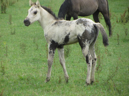 fondation ranch dunskin