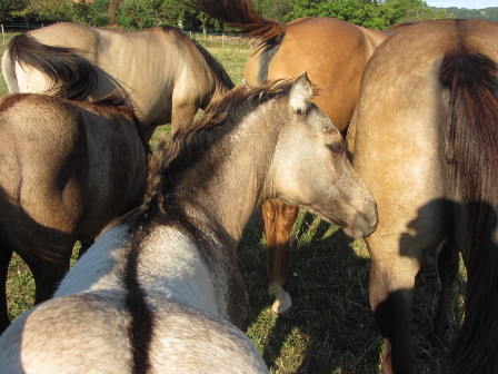 dunskin quarter horse foundation