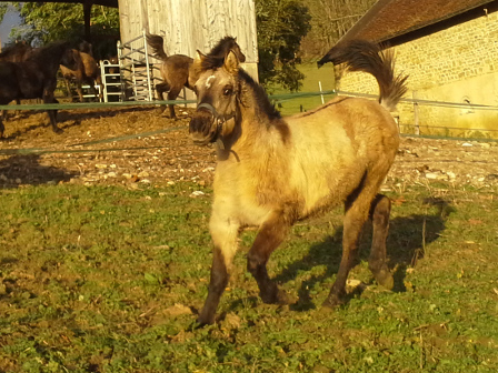 Quarter horse dunskin