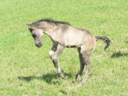 fondation ranch grullo