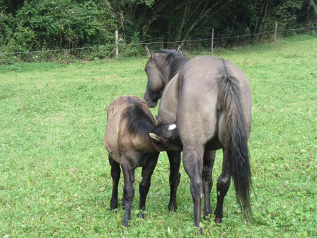 grullo quarter horse foundation