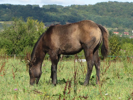 Versatility ranch horse ranch des vignes