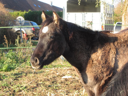 fondation ranch grullo
