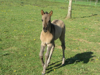Pouliche quarter horse grullo