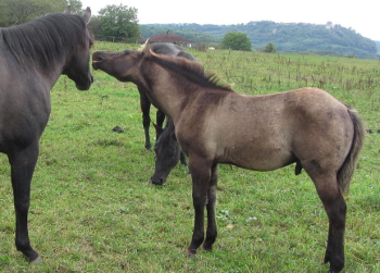 quarter horse grullo
