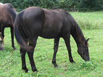 quarter horse smoky grullo