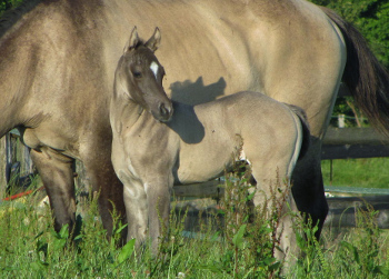 Eagle Creek Monkey, quarter horse smoky grullo