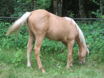 Pouliche palomino