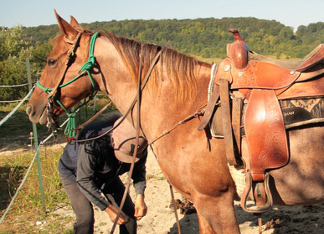 quarter horse roan fondation