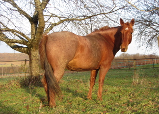 Roan Ranch Cow Horse