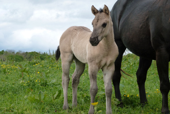 Pouliche quarter horse grullo