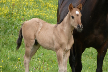 Elliott Hancock Monkey, quarter horse dun