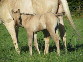 quarter horse smoky grullo