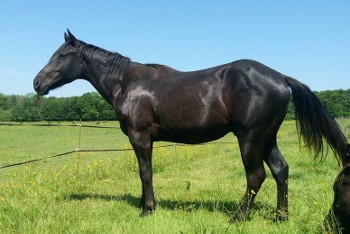 quarter horse black fondation