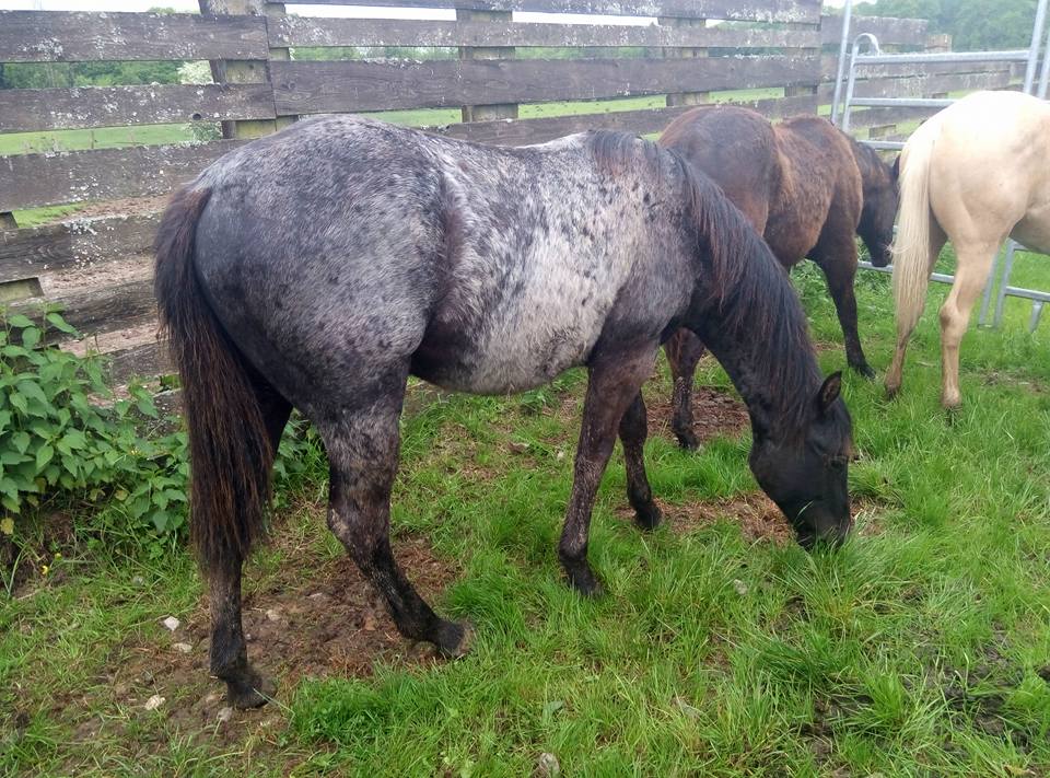 quarter horse blue roan fondation