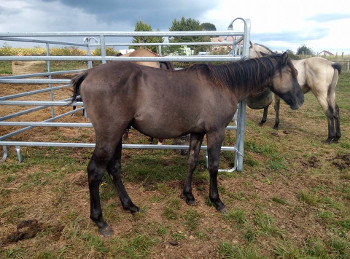 quarter horse grullo