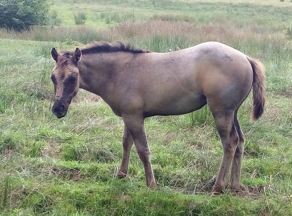 pouliche grullo ranch