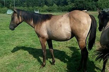 Genesis Creek Monkey, quarter horse grullo