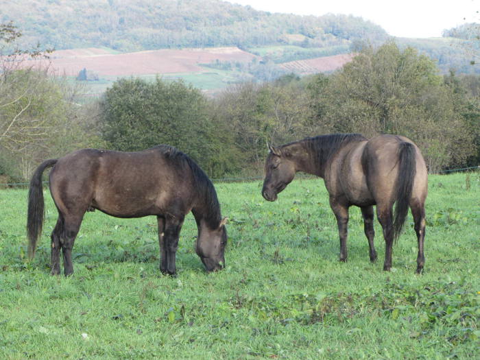 quarter horse fondation grullo
