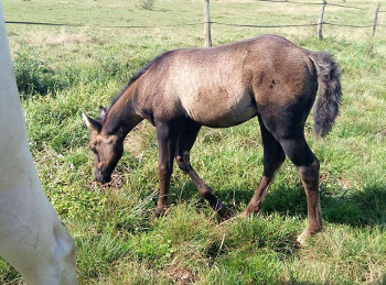 quarter horse smoky grullo