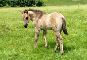 Pouliche quarter horse grullo
