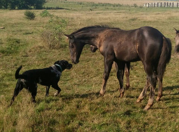 Houston Creek Monkey, quarter horse smoky black