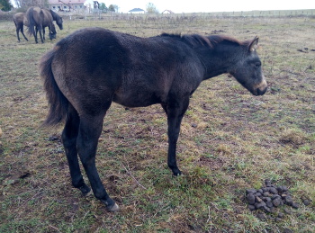 quarter horse ranch sooty buckskin