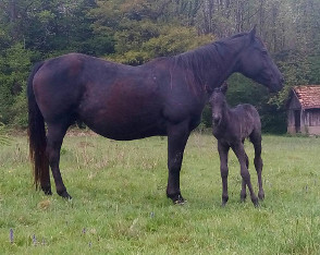 quarter horse black fondation