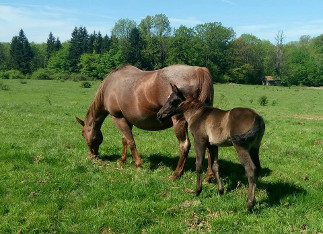 quarter horse blue roan fondation