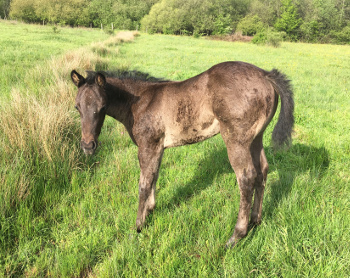 Pouliche quarter horse blue roan