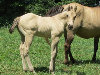 Jackson Creek Monkey, quarter horse dunskin