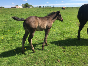 Pouliche quarter horse black