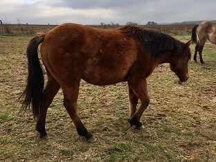 Pouliche quarter horse dun