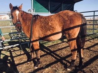 quarter horse ranch dun 