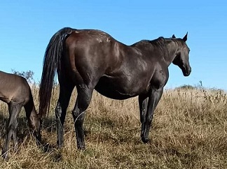 quarter horse cutting 