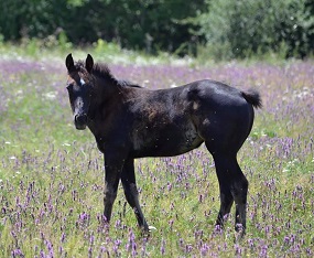 Pouliche quarter horse ranch nfqha black