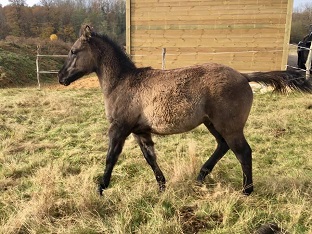 quarter horse ranch fondation