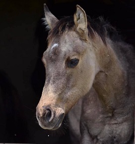 Pouliche quarter horse ranch nfqha dunskin